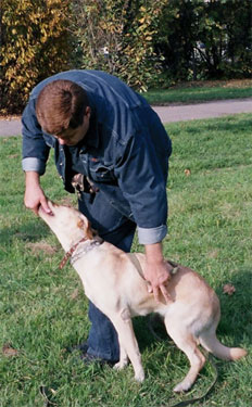 Training Labrador la Moscova - serviciile unui psiholog dog-câine câine