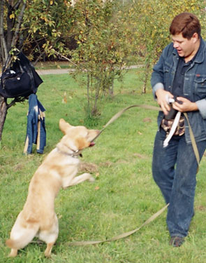 Instruirea Labrador la Moscova - serviciile unui psiholog câine medic-câine