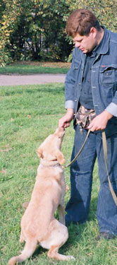 Training Labrador la Moscova - serviciile unui psiholog dog-câine câine