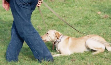 Training Labrador la Moscova - serviciile unui psiholog dog-câine câine