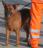 Trainer - azt (a tréner) Trainer - ez
