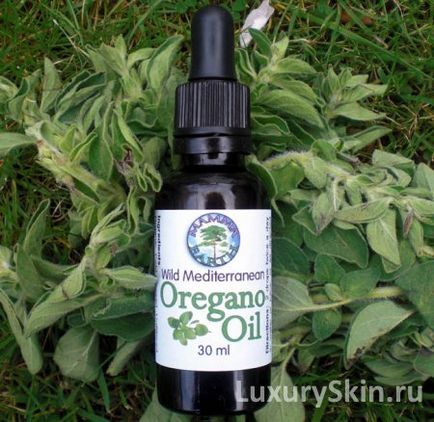Ulei esențial de oregano (oregano), proprietăți utile, aplicare pentru față, corp și păr de ulei de oregano