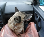 Єкатеринбург, знайшлися господарі пса, який їздив в трамваях Єкатеринбурга
