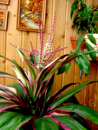 Planta exotica pentru casa, balcon, terasa si dacha cordillina