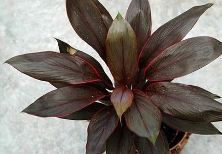 Planta exotica pentru casa, balcon, terasa si dacha cordillina