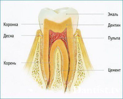 Endodontic stomatologie, ce este?