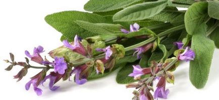 Erbelinica, produse cosmetice naturale - extract de celandină