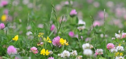 Erbelinica, produse cosmetice naturale - extract de celandină