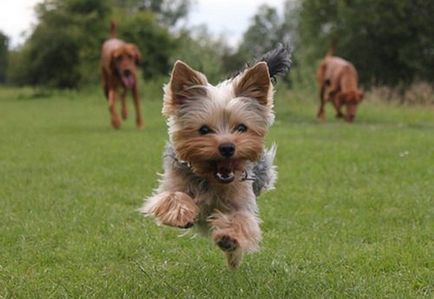 Dacă aveți un câine hiperactiv - un club de iubitori de câini mici