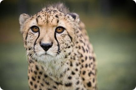 Fapte despre pisici mari (Jaguar) Fapte despre pisici mari