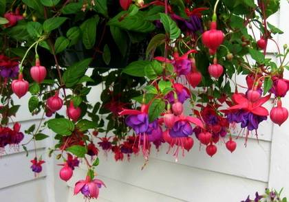 Фіалки на підвіконні, fuchsia, фуксія - догляд за фуксією, вирощування в штамбової формі