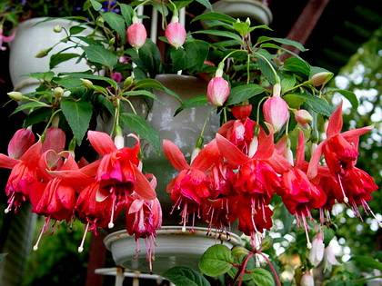 Фіалки на підвіконні, fuchsia, фуксія - догляд за фуксією, вирощування в штамбової формі