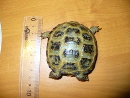 Rögzítés, mérés és a mérési teknősök - Mindent a teknősök