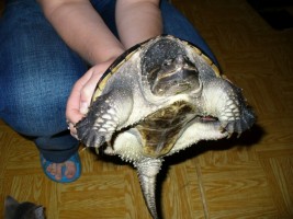 Fixarea, măsurarea și cântărirea broaștelor țestoase - toate despre broaște țestoase și țestoase