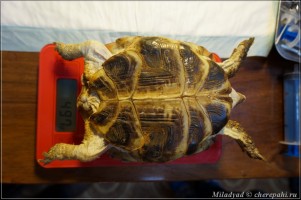Fixarea, măsurarea și cântărirea broaștelor țestoase - toate despre broaște țestoase și țestoase