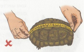 Фіксація, вимір і зважування черепах - все про черепах і для черепах