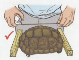 Фіксація, вимір і зважування черепах - все про черепах і для черепах