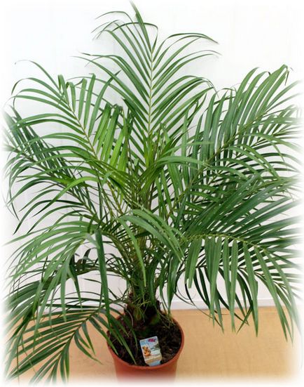 Фінікова пальма в домашніх умовах, фото, догляд і розмноження
