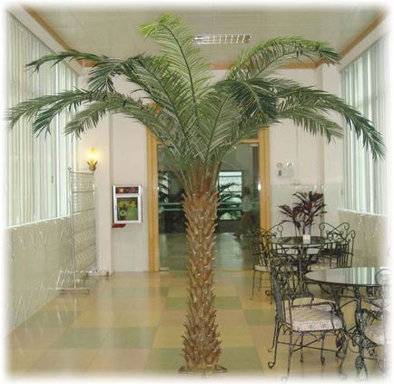 Фінікова пальма в домашніх умовах, фото, догляд і розмноження
