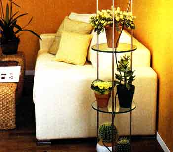 Phytodesign în apartament - DIY