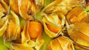 Physalis aterizare de îngrijire, toate despre plante