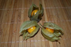 Physalis aterizare de îngrijire, toate despre plante