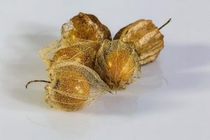 Physalis aterizare de îngrijire, toate despre plante