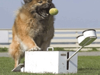 Flyball în Rusia