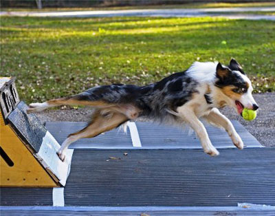 Flybol - sport cu un câine