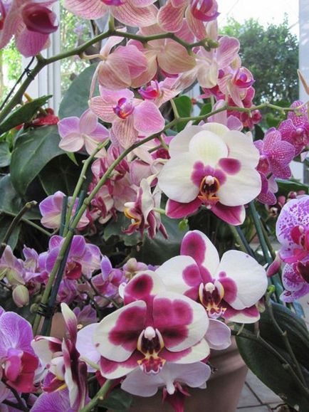 Kertészet, phalaenopsis - orchideák kezdőknek, fontos pillanatok az ellátás orchideák