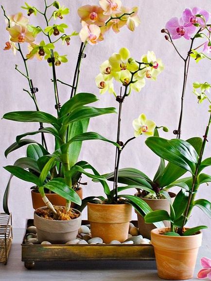 Kertészet, phalaenopsis - orchideák kezdőknek, fontos pillanatok az ellátás orchideák