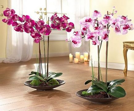 Kertészet, phalaenopsis - orchideák kezdőknek, fontos pillanatok az ellátás orchideák