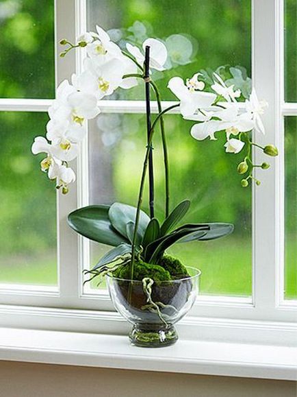 Kertészet, phalaenopsis - orchideák kezdőknek, fontos pillanatok az ellátás orchideák