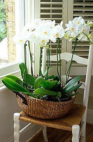 Grădinărit, phalaenopsis - orhidee pentru începători, momente importante în îngrijirea orhideelor