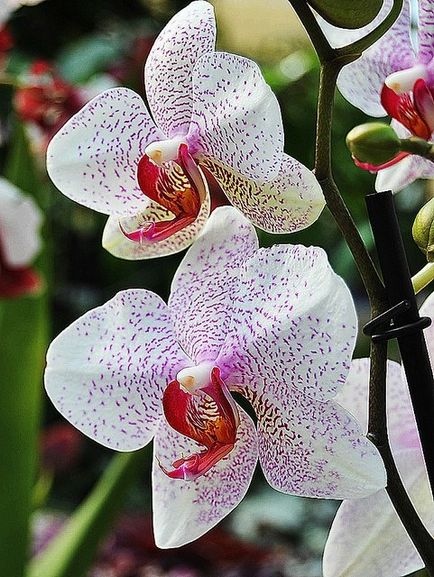 Kertészet, phalaenopsis - orchideák kezdőknek, fontos pillanatok az ellátás orchideák