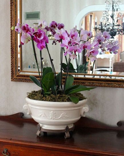 Kertészet, phalaenopsis - orchideák kezdőknek, fontos pillanatok az ellátás orchideák