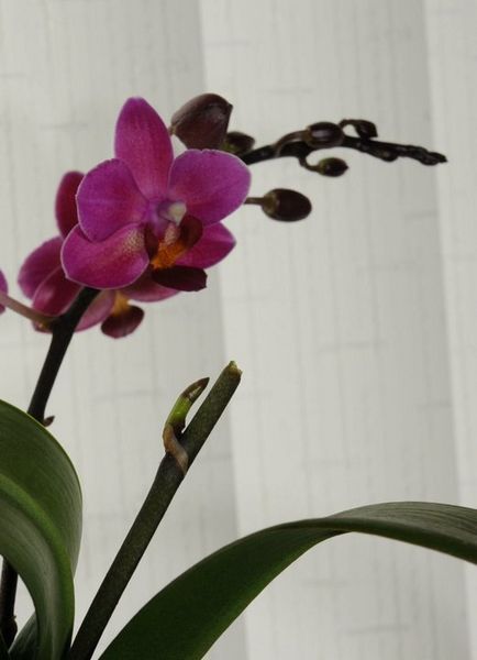 Grădinărit, phalaenopsis - orhidee pentru începători, momente importante în îngrijirea orhideelor