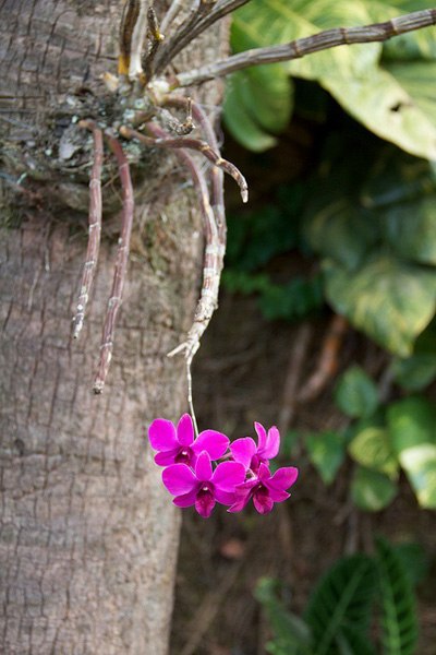 Kertészet, phalaenopsis - orchideák kezdőknek, fontos pillanatok az ellátás orchideák