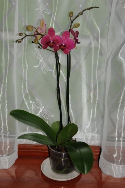 Grădinărit, phalaenopsis - orhidee pentru începători, momente importante în îngrijirea orhideelor