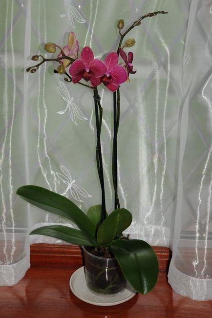 Kertészet, phalaenopsis - orchideák kezdőknek, fontos pillanatok az ellátás orchideák