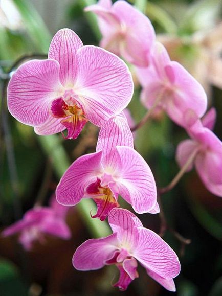 Kertészet, phalaenopsis - orchideák kezdőknek, fontos pillanatok az ellátás orchideák