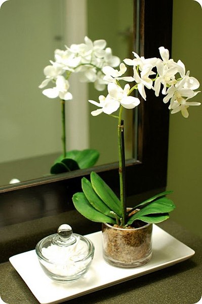 Kertészet, phalaenopsis - orchideák kezdőknek, fontos pillanatok az ellátás orchideák