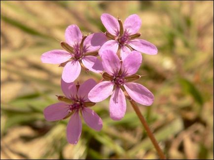 Geranium că planta și ce este util, unul de doamnă - o revistă pentru femei