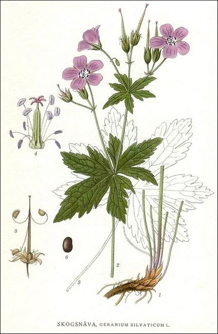 Geranium că planta și ce este util, unul de doamnă - o revistă pentru femei