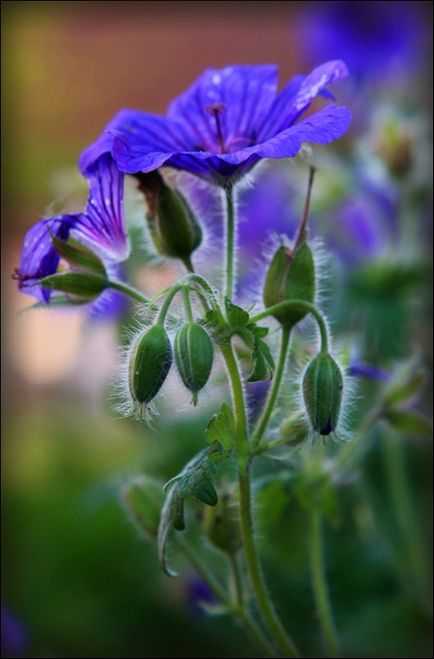 Geranium că planta și ce este util, unul de doamnă - o revistă pentru femei