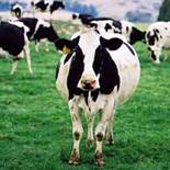 Гігієна годівлі, утримання та догляду за сухостійних корів і нетелями