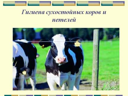 Гігієна сухостійних корів і нетелей - презентація 117170-20