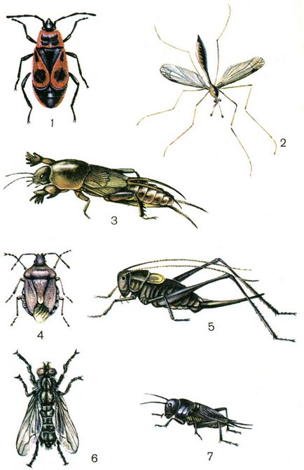 Capitolul 2, care descrie metodele de colectare a insectelor terestre 1981 caprine m