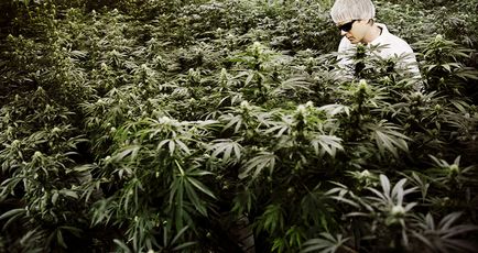 Globe fű országok listájának jogi marihuána - Alexander kormoránok -, hogyan kell élni - anyagok