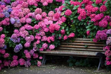 Hydrangea copac-cum ar fi grandiflora, plantarea, cultivarea, îngrijirea - viața mea